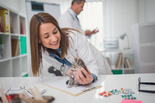 istock Cute cat in animal hospital 820155514
