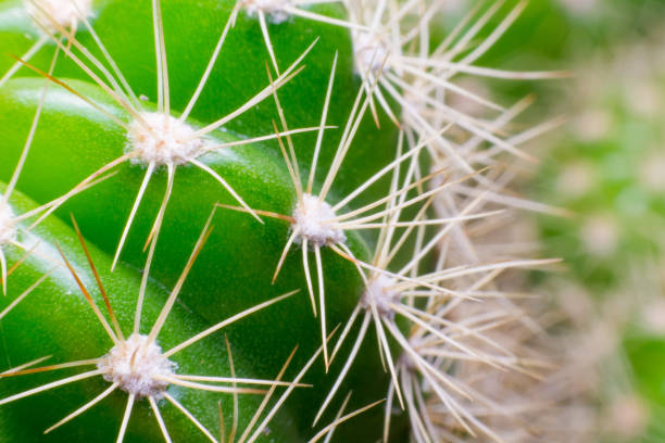 istock close up macro of a cactus with morning dew on it 820161454