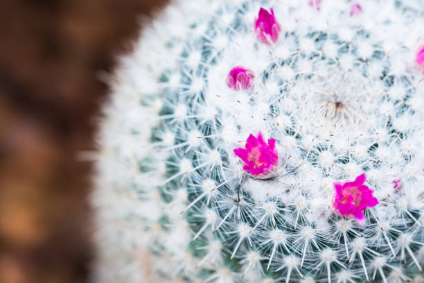 istock Pink-red flowers on barrel cactus. 820166346