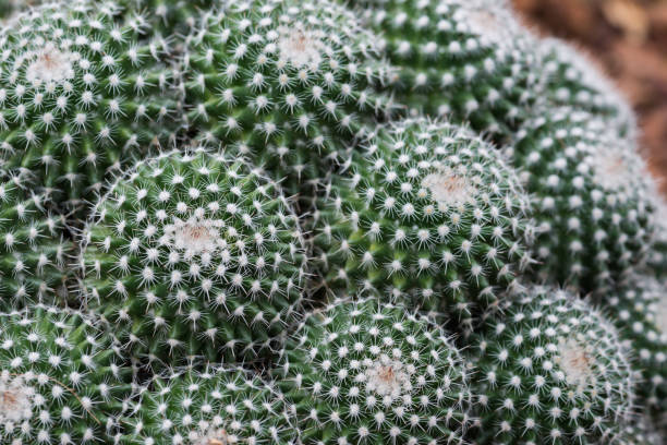 istock Pink-red flowers on barrel cactus. 820166492
