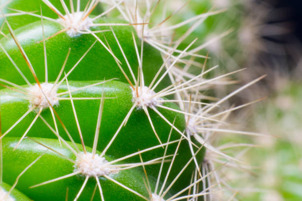 istock close up macro of a cactus with morning dew on it 820170650