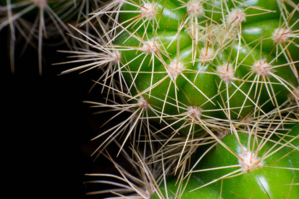 istock close up macro of a cactus with morning dew on it 820171514