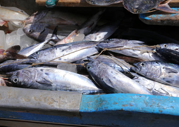 istock Fresh seafood. Fresh fish in the market 820179204