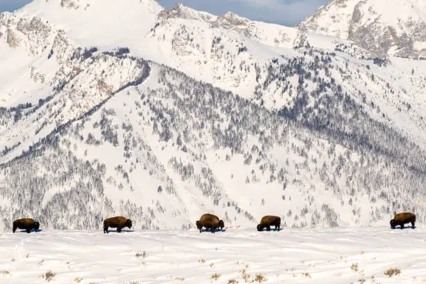 A heard of Bisons in front of Grand Teton landscape.