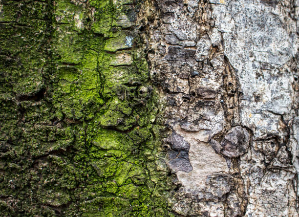 Wood texture closeup image Macro photo of grey and mossy tree surface.