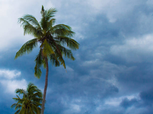 istock Coconut palm tree silhouette on cloudy sky background. Green leaves on wind. 820183550