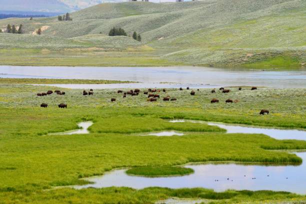 istock Bison in Yellowstone National Park 820183678