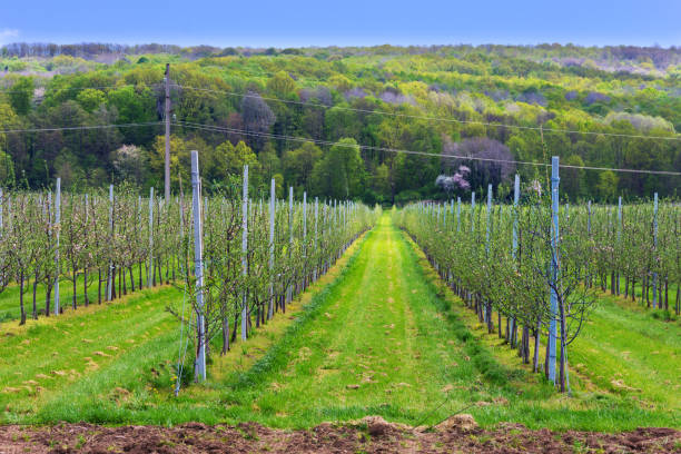 istock Apple orchard with young saplings in the spring 820183756