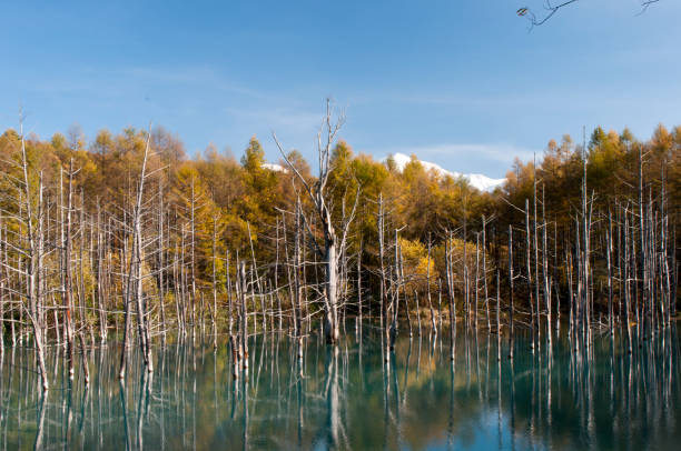 istock The Blue Pond of Biei in Autumn 820193716