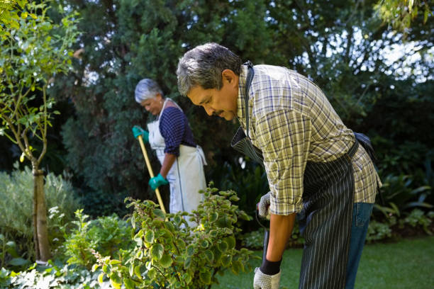 istock Senior couple gardening at the park 820195842