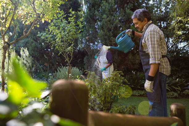 istock Senior man watering plants in garden 820195854