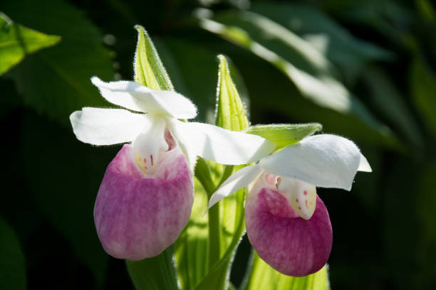 istock Pink and white lady's slipper 820195892