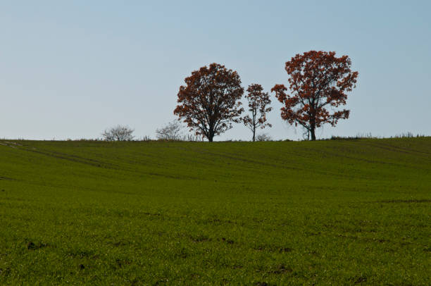 istock Autumn green wheat field and blue sky 820195914