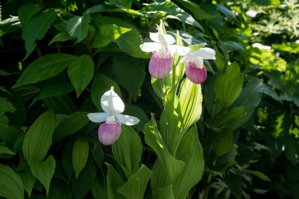 istock Pink and white lady's slipper 820195950