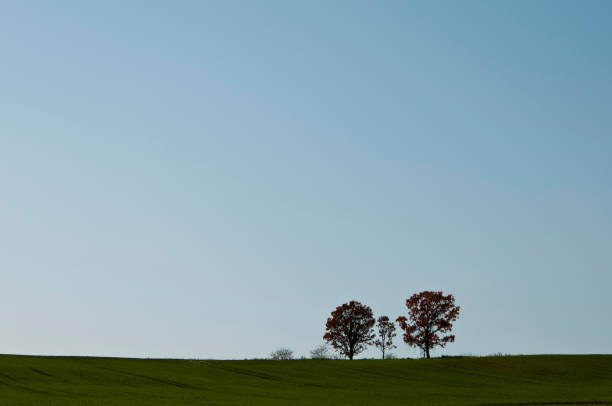 istock Autumn green wheat field and blue sky 820196068