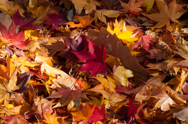 Colorful fallen leaves on the ground Colorful fallen leaves on the ground 木漏れ日 stock pictures, royalty-free photos & images