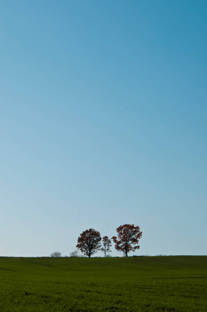 istock Autumn green wheat field and blue sky 820196164