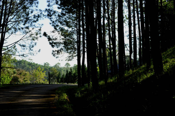 istock trees in the forest, Pine forest, sunlight, sunset, sunshine 820196394