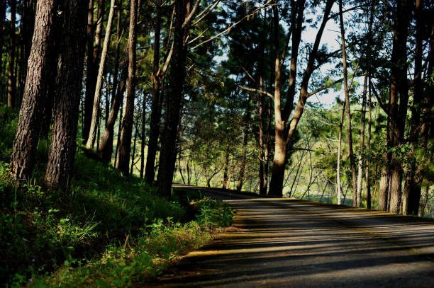 istock trees in the forest, Pine forest, sunlight, sunset, sunshine 820196412
