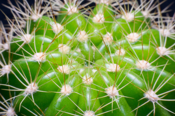 istock close up macro of a cactus with morning dew on it 820198948