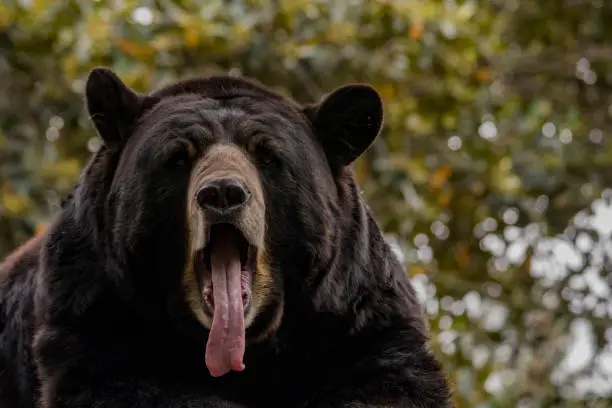 Photo of American Black Bear Yawning, CA