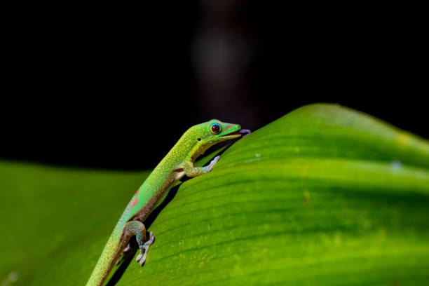 istock Gold Dust Day Gecko Licking Water Droplets from a Leaf, Hawaii 820199678