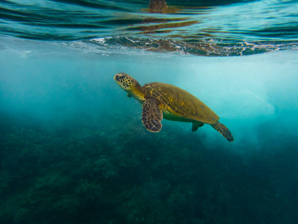 istock Green Sea Turtle Swimming before Waves Crashing on a Reef, Maui 820201988