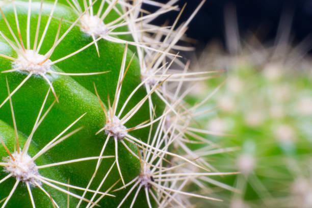 istock close up macro of a cactus with morning dew on it 820204310