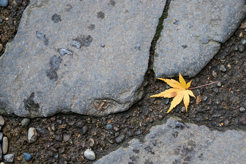 Small yellow Japanese maple leaves on ground in autumn.