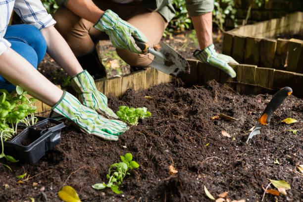 istock Couple planting young plant into the soil 820209606