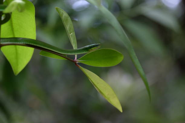 istock Khao Laem National Park, Thailand 820213266