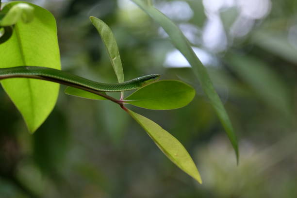 istock Khao Laem National Park, Thailand 820213282