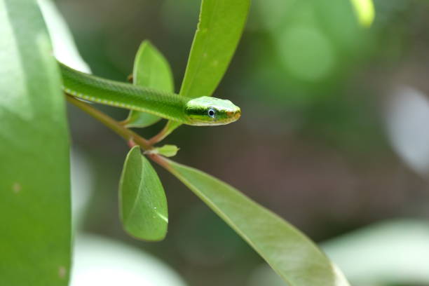 istock Khao Laem National Park, Thailand 820213286