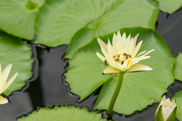 Bee on the water lily flower