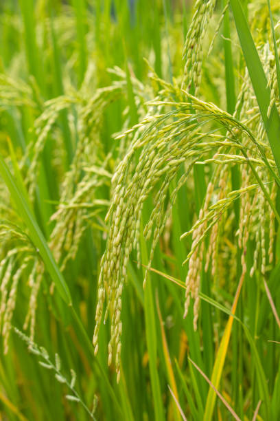 istock Close-up of green rice field 820224618