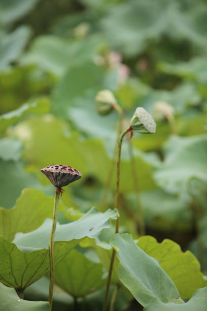 istock green lotus leaf in garden at rain day 820225084