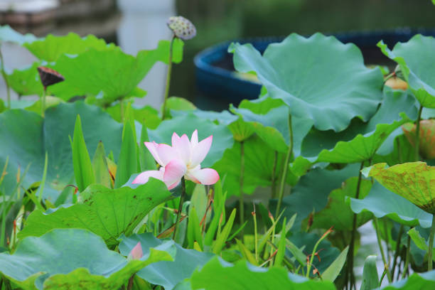 the Lotus flower with beautiful at rain day
