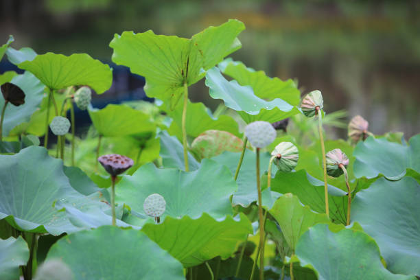 the green lotus leaf in garden at rain day