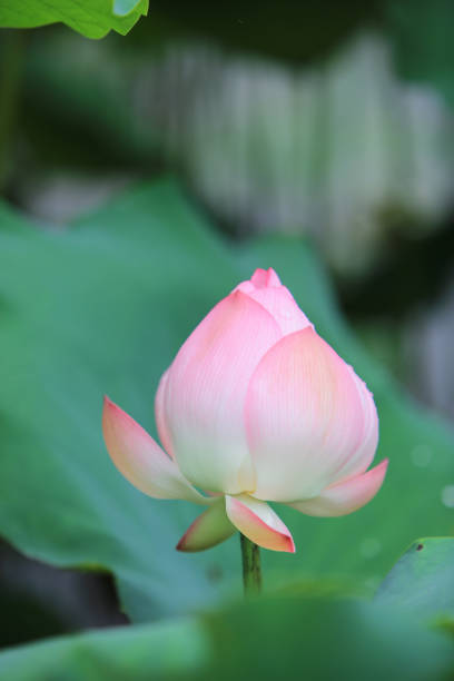 istock Lotus flower with beautiful at rain day 820227734