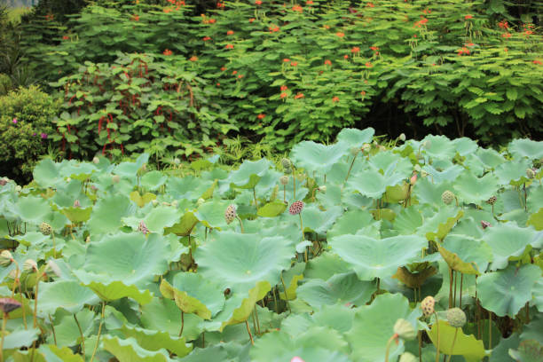 istock green lotus leaf in garden at rain day 820228268