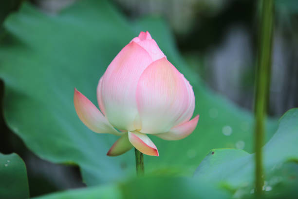 istock Lotus flower with beautiful at rain day 820228404