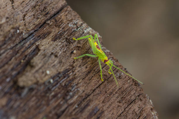 istock green grasshopper in nature 820231154