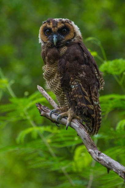 istock Asian Brown Wood Owl 820238250