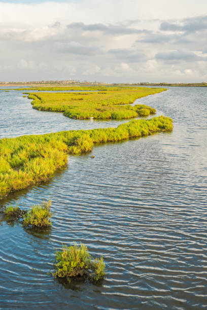 istock Bolsa Chica Wetlands, Huntington Beach 820241670