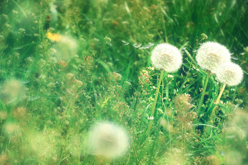 white dandelions. Spring and summer background