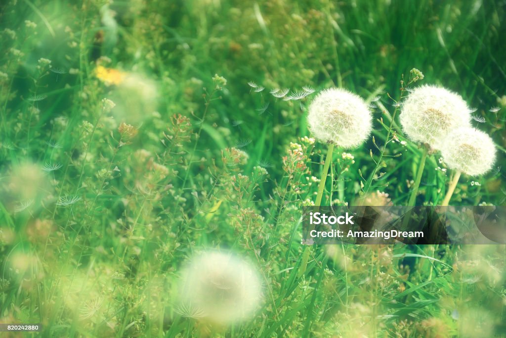 white dandelions. Spring and summer background Abstract Stock Photo