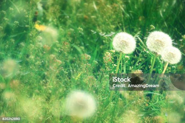 White Dandelions Spring And Summer Background Stock Photo - Download Image Now - Abstract, Agricultural Field, Atlantic Islands