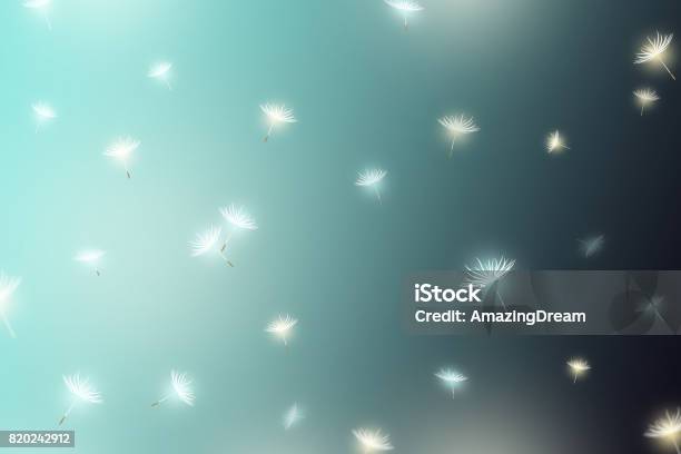 White Dandelions Spring And Summer Background Stock Photo - Download Image Now - Abstract, Agricultural Field, Atlantic Islands