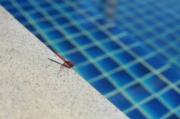 istock water swimming pool with sunny reflections 820243032