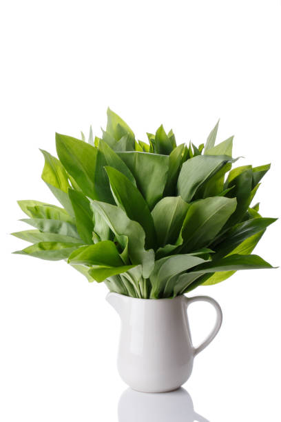 istock Bunch of ramson leaves. Wild garlic isolated on white. 820243372